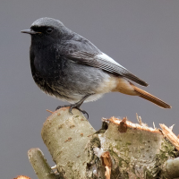 Black Redstart